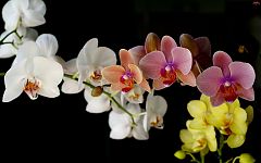 Алмазная мозайка Милато Орхидеи 34цв