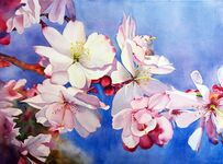 40*50 Картина по номерам «Цветение вишни» 