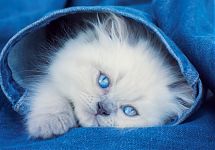 Алмазная мозайка 30*40 Голубоглазый котёнок 