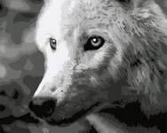 40*50 Картина по номерам Белый волк