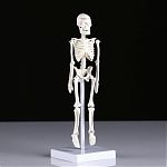 Скелет человека 22см   