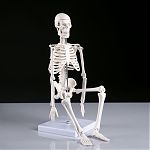 Скелет человека 45см   