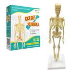 Анатомическая модель Скелет человека